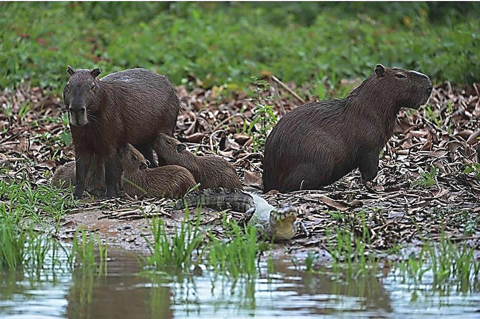 capybara3