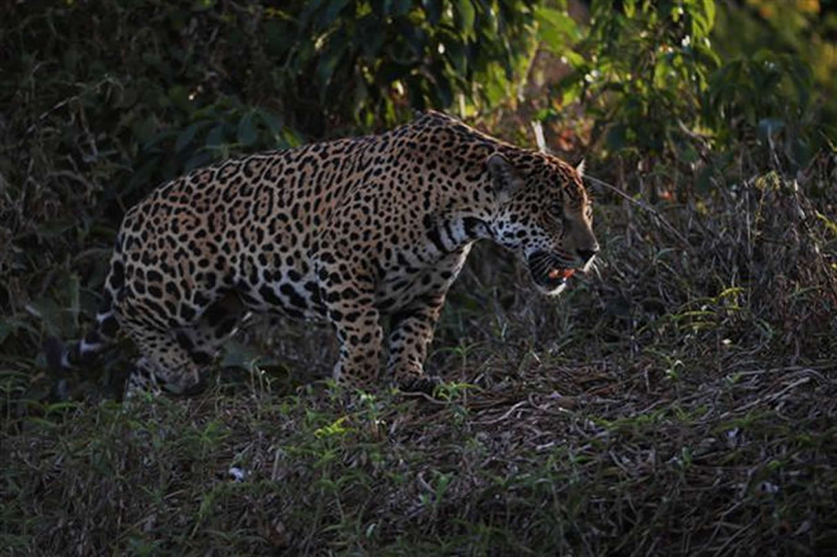 jaguar2