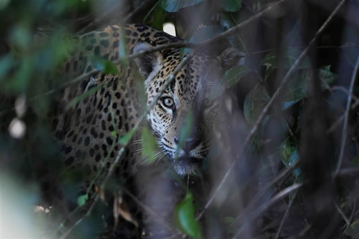jaguar2b