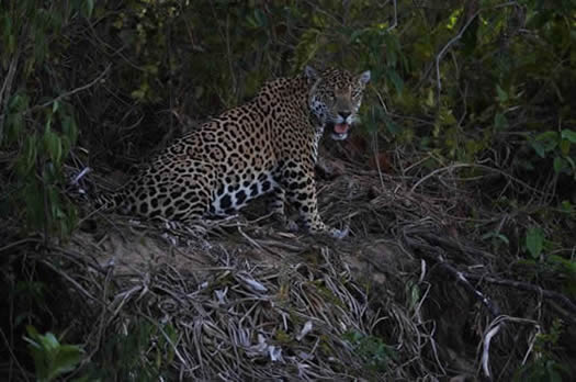 jaguar4