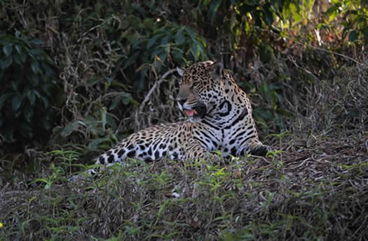 jaguar4a