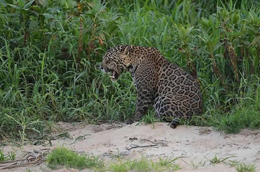 jaguar5b