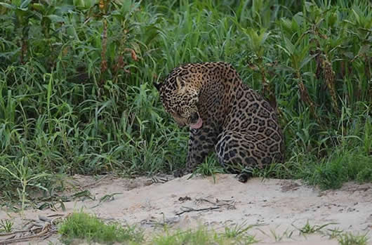 jaguar5c