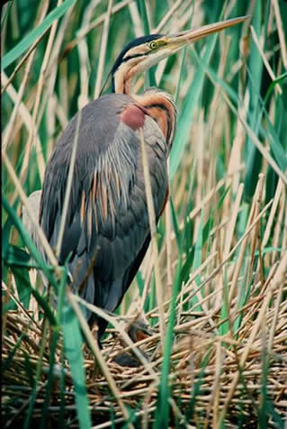 heron