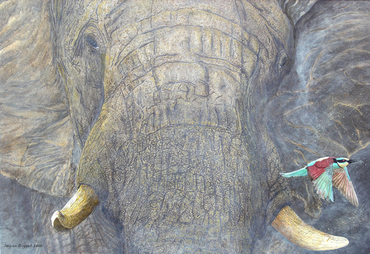 elephant