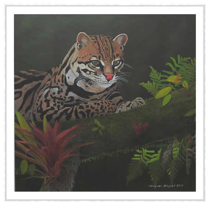aocelot