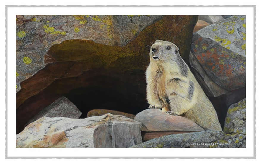 emarmotte