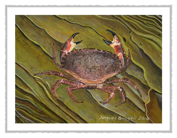 fcrabe