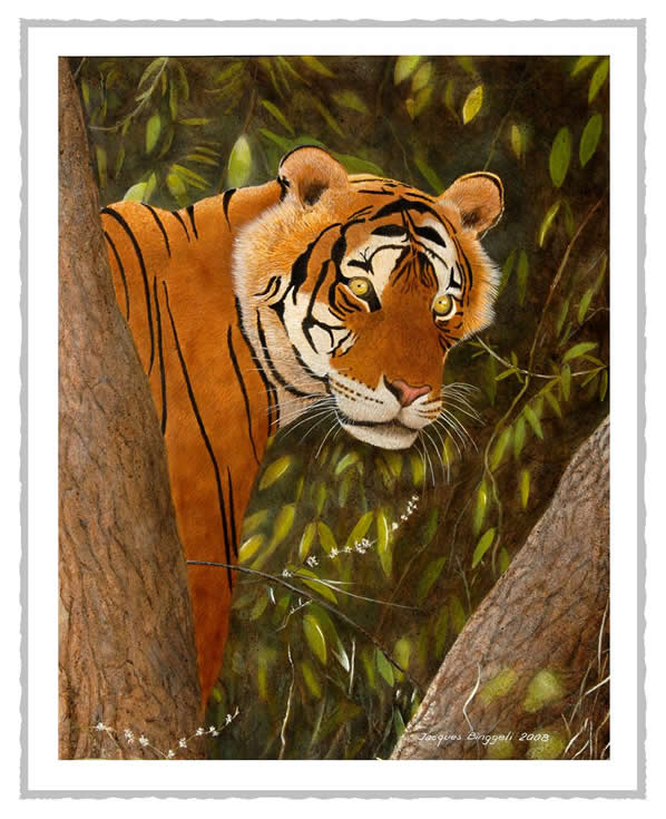gtigre