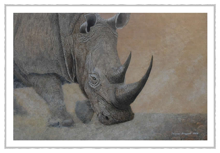 irhinoblanc