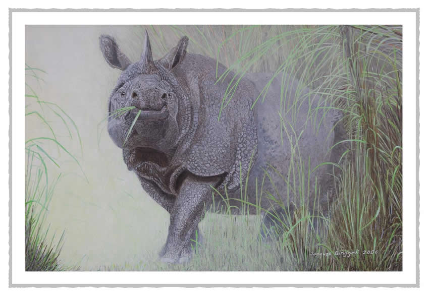 irhinoinde