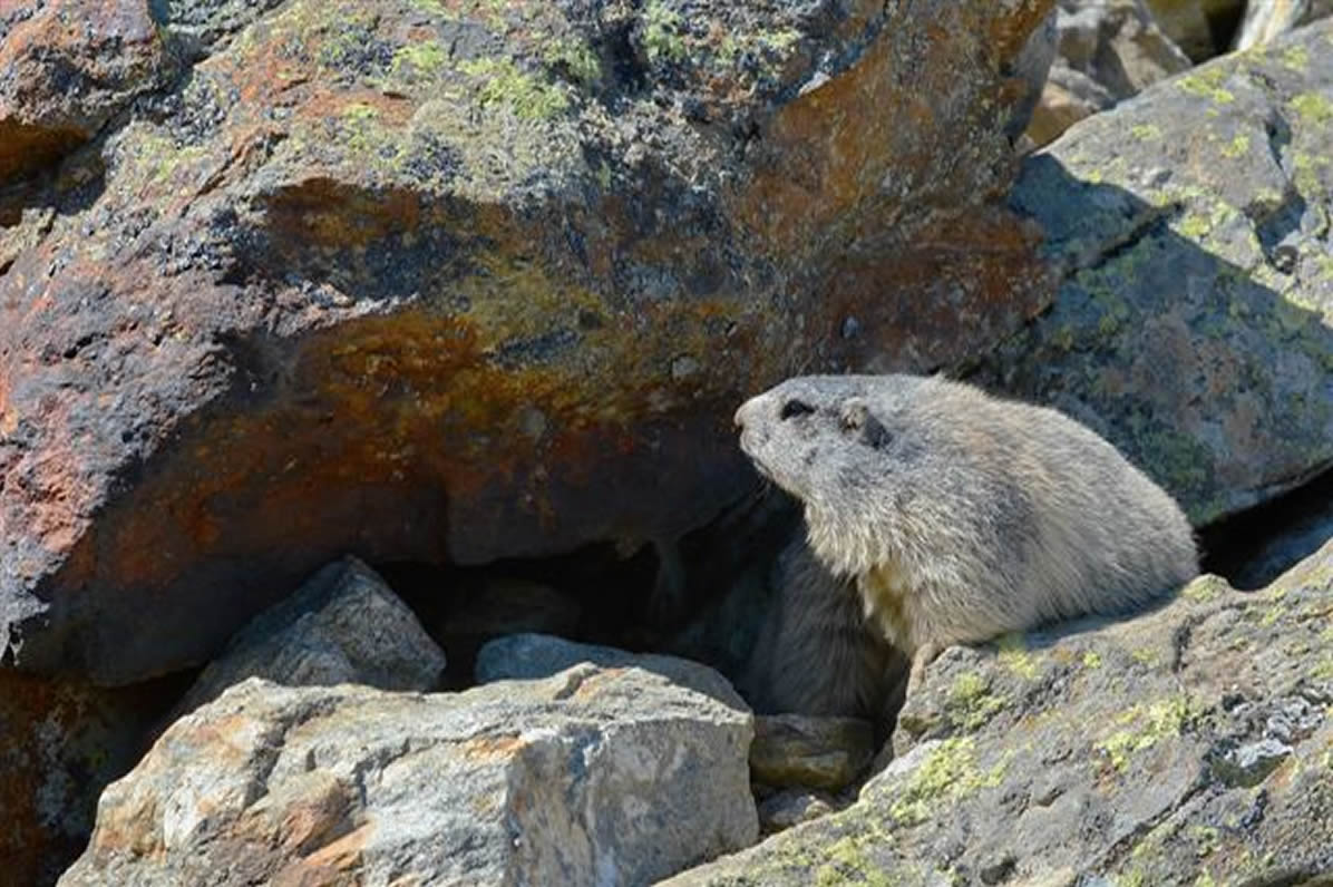 marmotte2