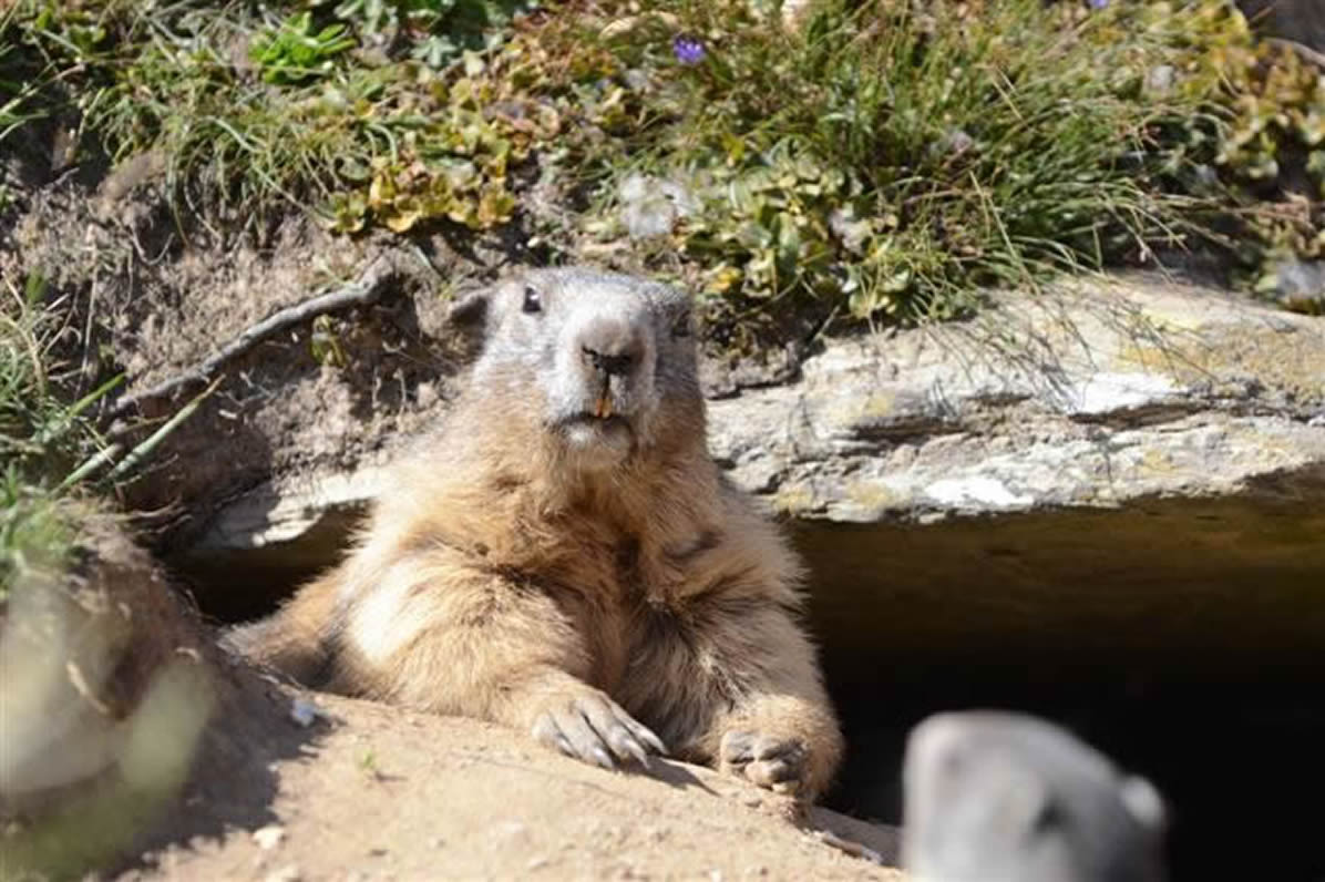 marmotte3