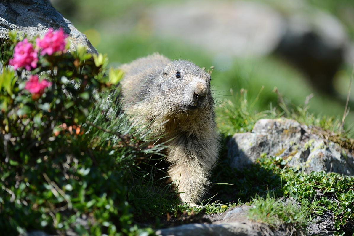 marmotte4