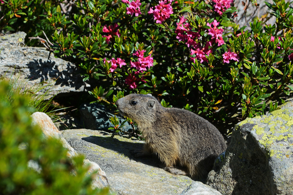 marmotte5