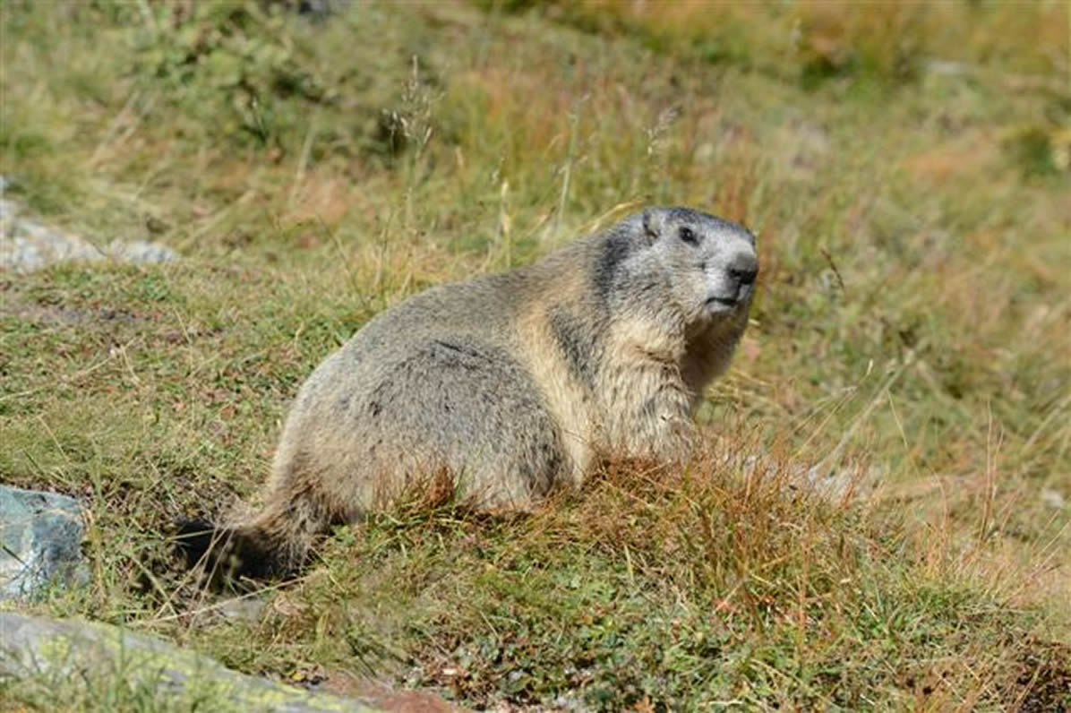 marmotte6