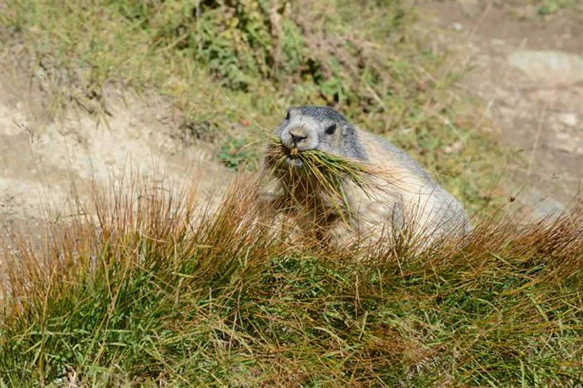 marmotte7