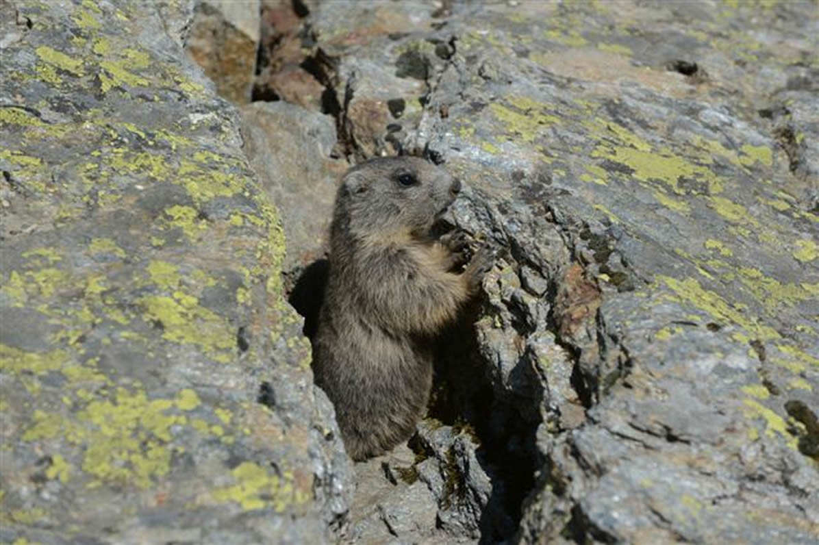 marmotte8