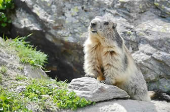marmotte0