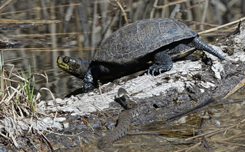 reptiles0