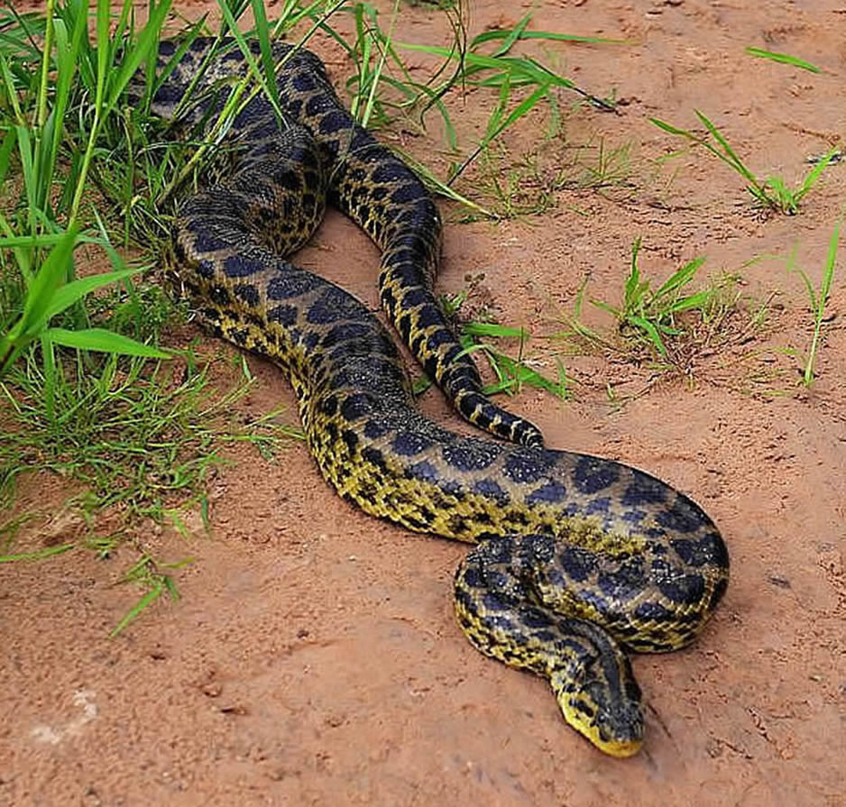 anaconda