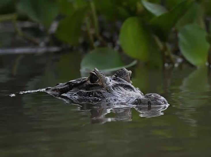 caiman1