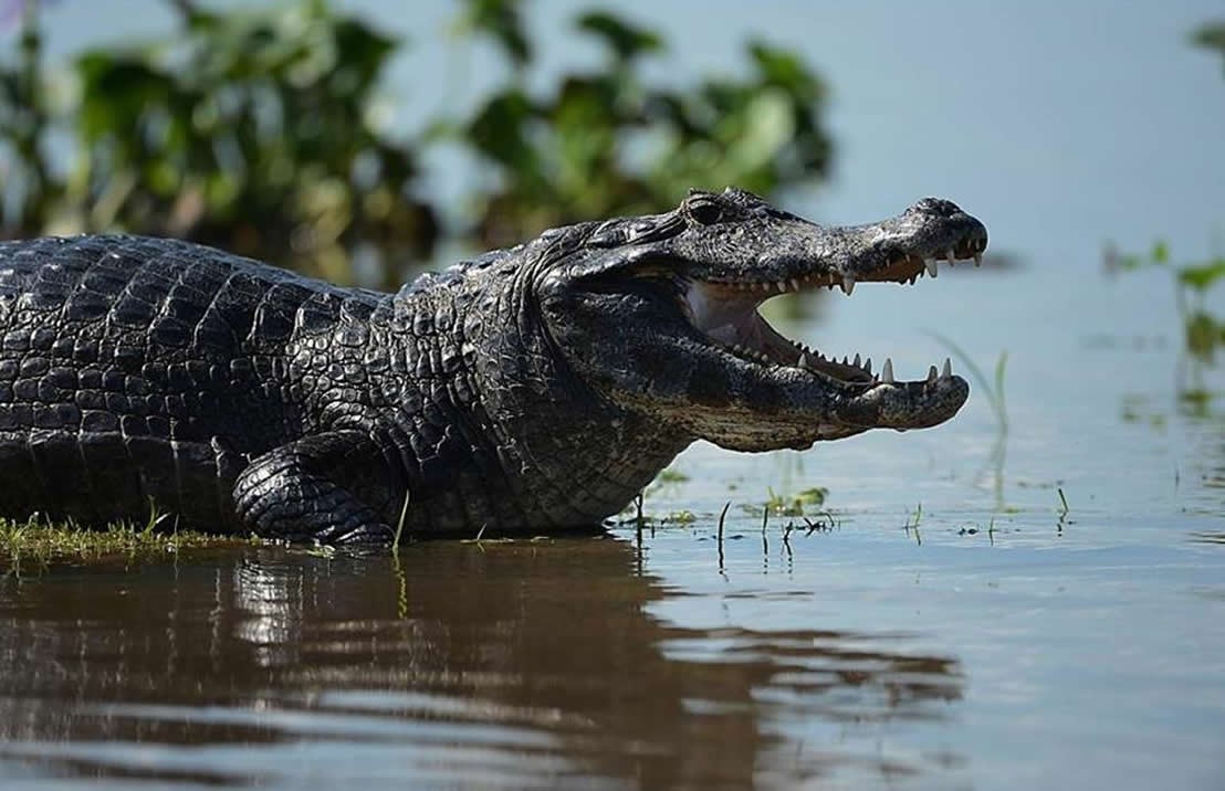 caiman2