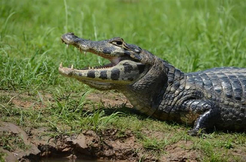 caiman4b