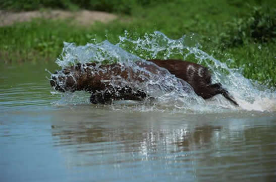 capybara2
