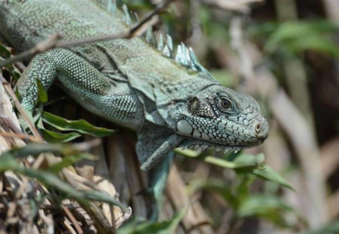 iguane