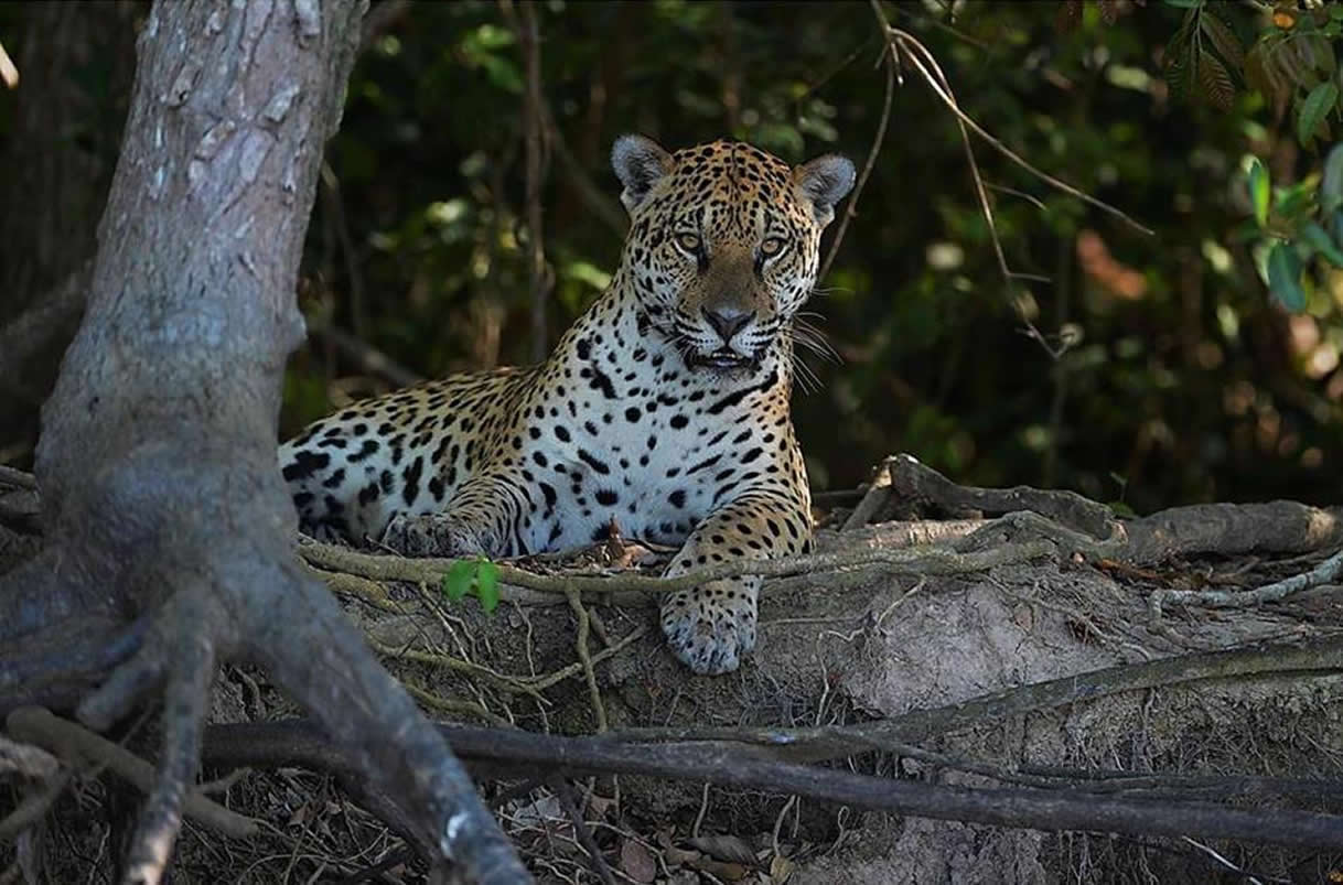 jaguar1