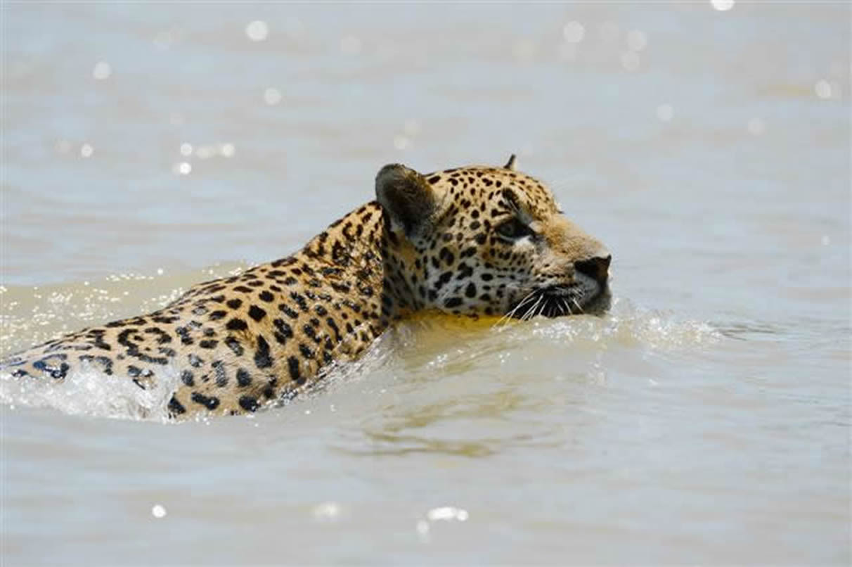 jaguar3