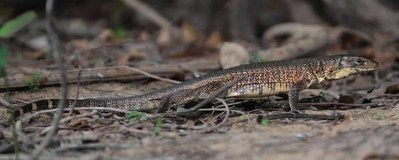 lezard