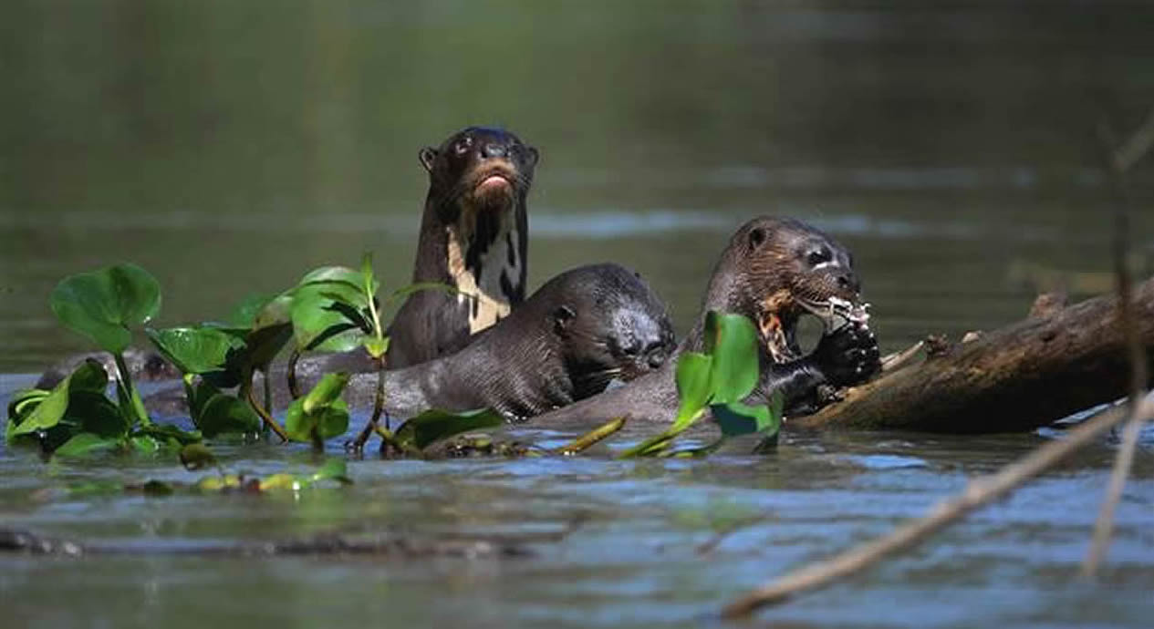 loutre1