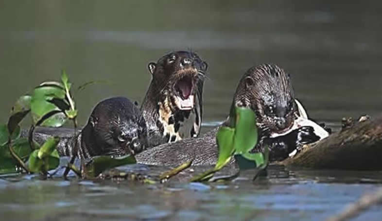 loutre2