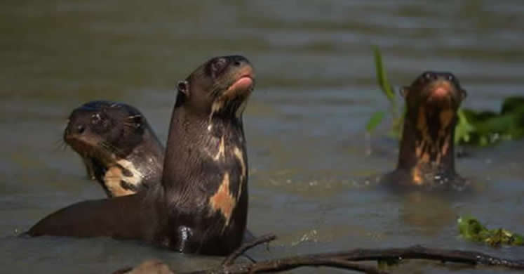 loutre4a