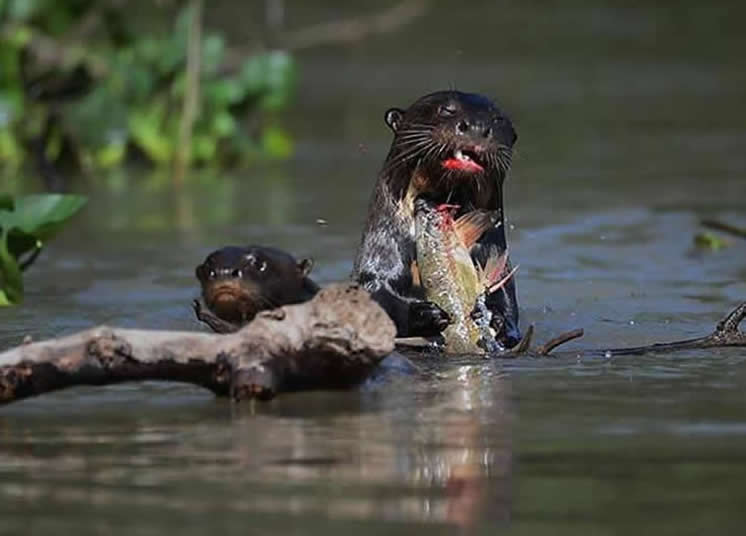 loutre4b