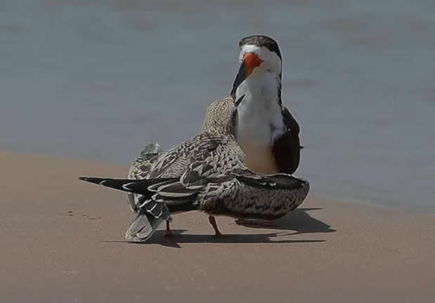 oiseau2a
