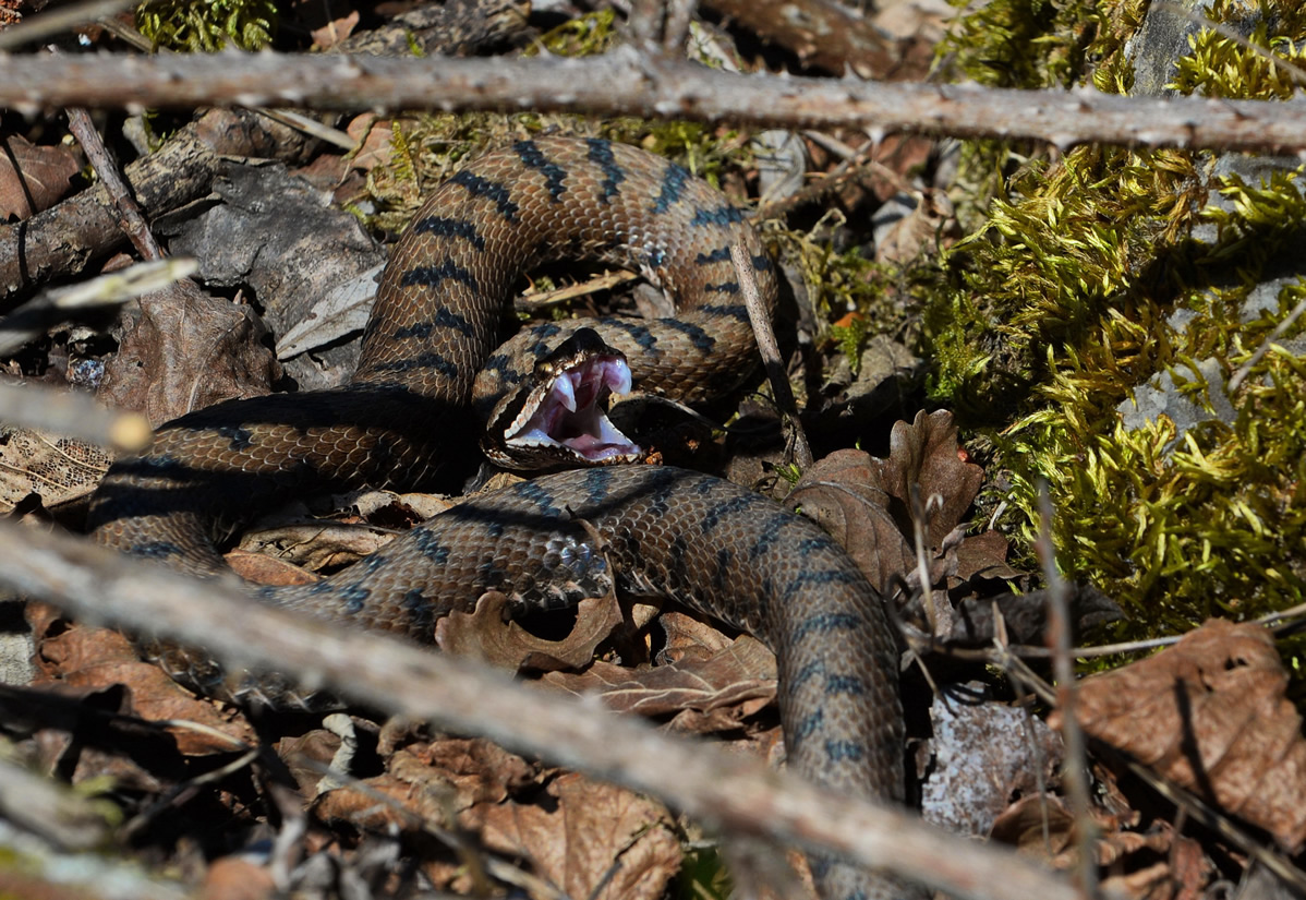 reptiles1