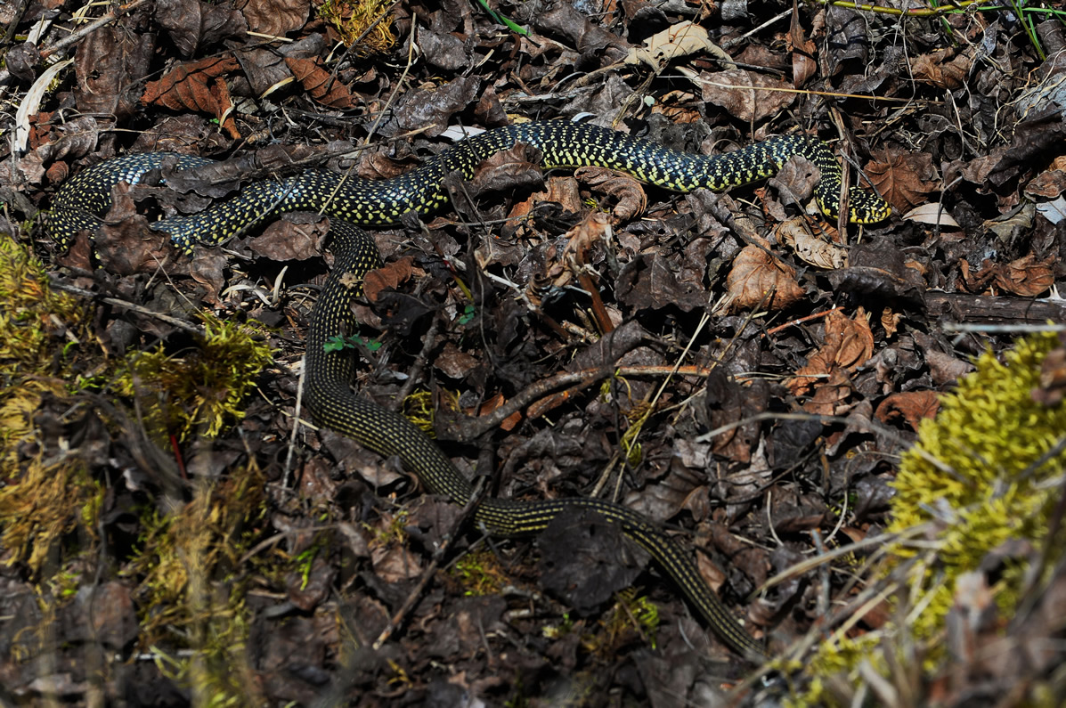 reptiles2