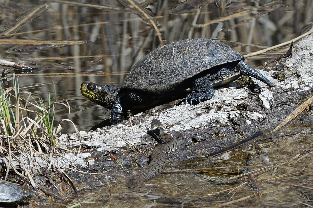reptiles4