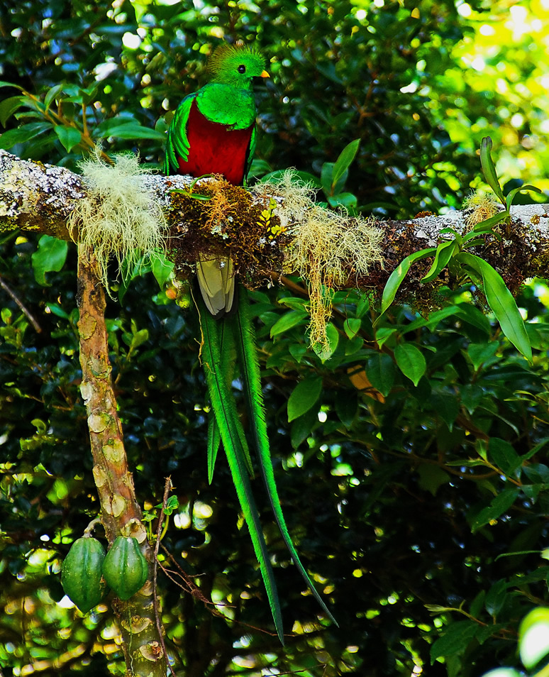 cquetzal3