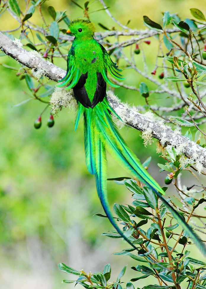 ccquetzal2