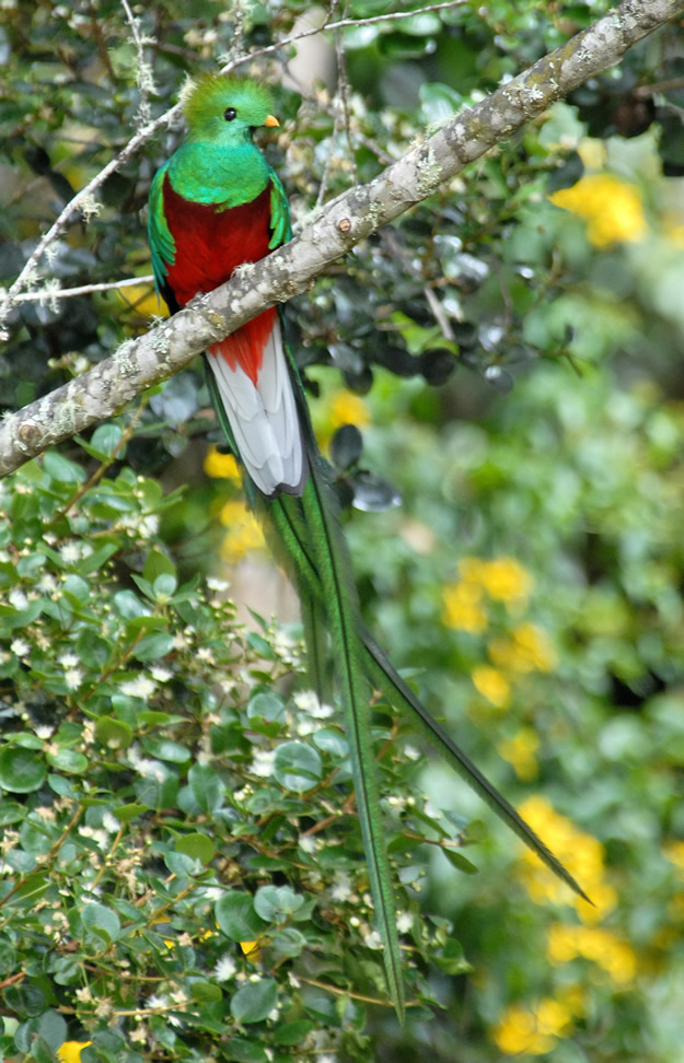 ccquetzal3