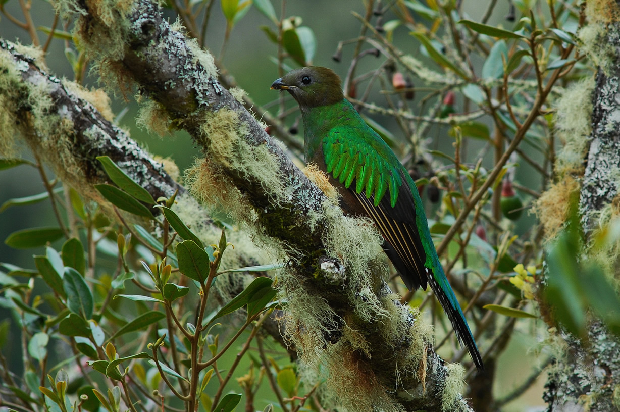 ccquetzal4