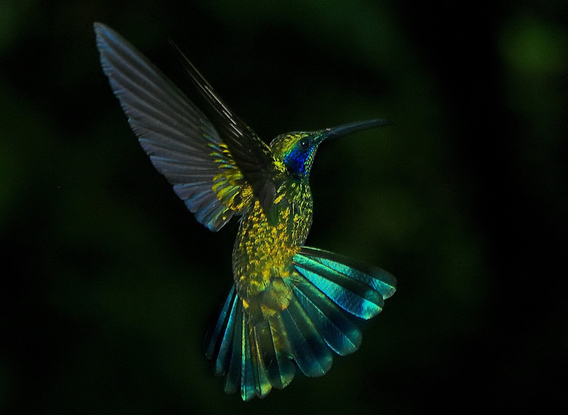 ccquetzal5