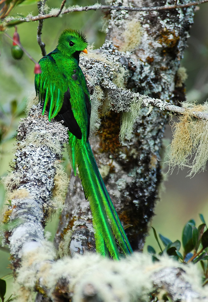 ccquetzal8