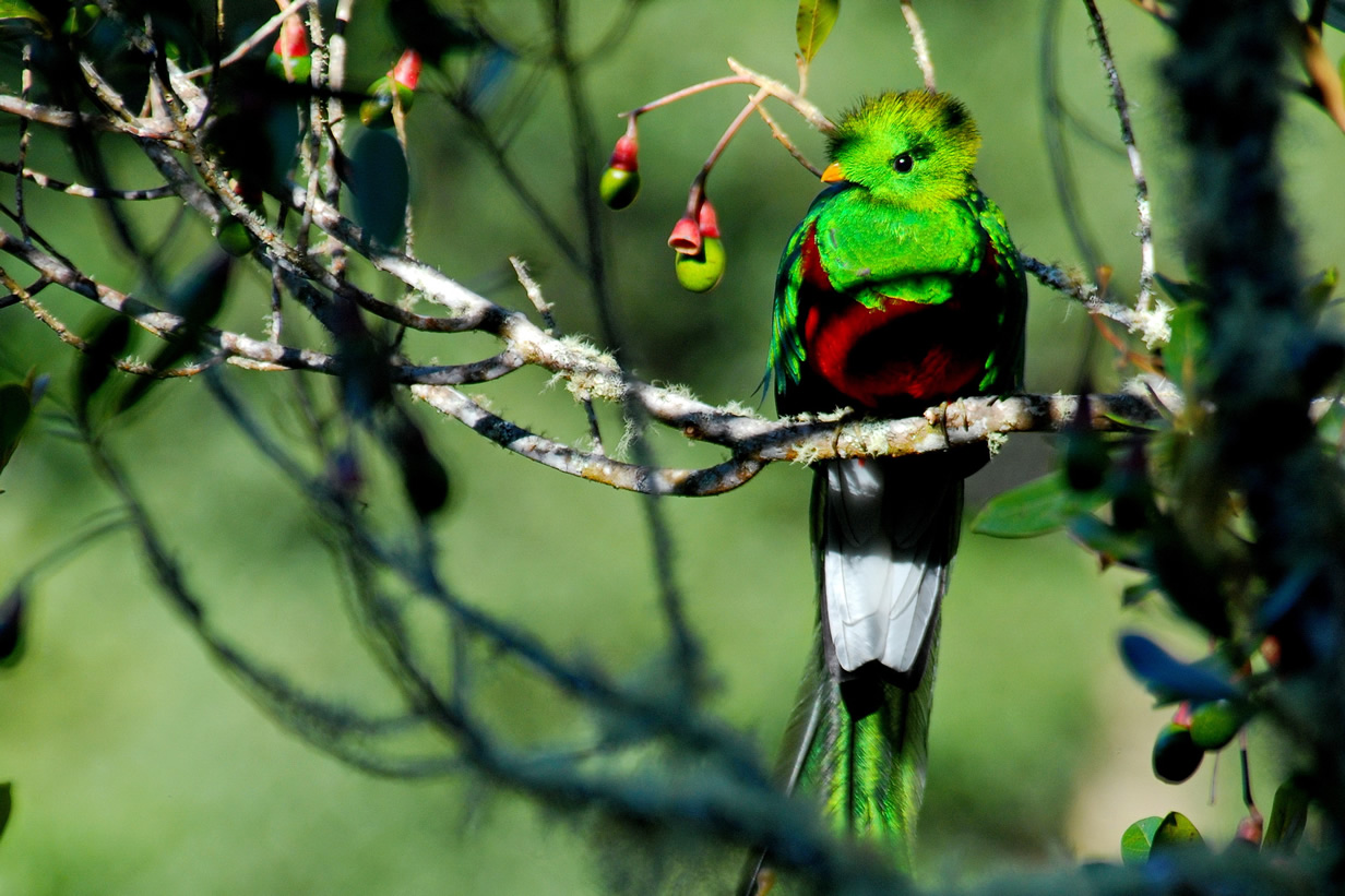 ccquetzal9